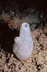 Species Picture